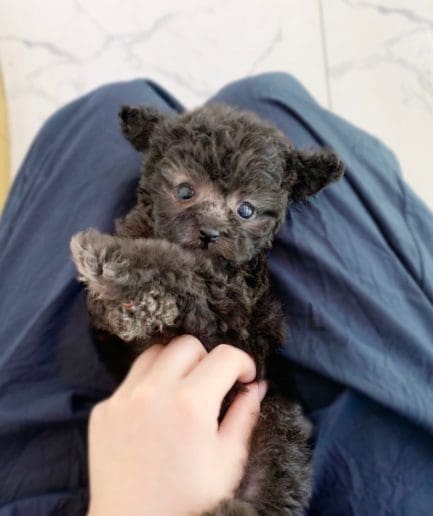 Poodle puppy for sale, dog for sale aขายลูกสุนัขพุดเดิ้ล ซื้อสุนัข ซื้อหมา ได้ที่ Tagnimal t Tagnimal