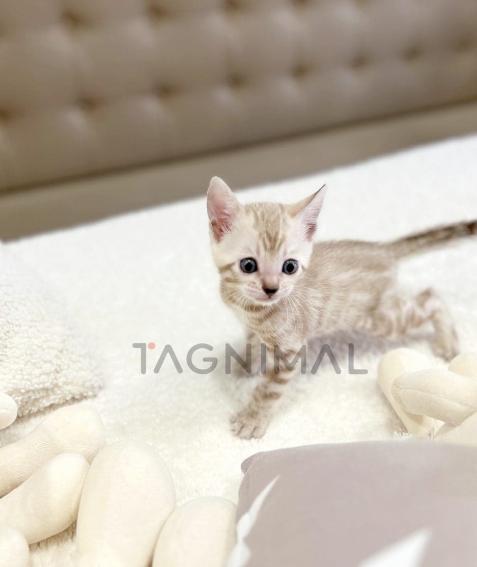 Bengal shorthair kitten for sale, cat for sale at Tagnimal