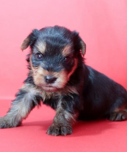 Yorkshire puppy for sale, dog for sale at Tagnimal