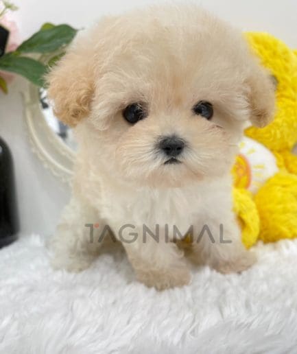 ขายลูกสุนัขมอลติพู ซื้อสุนัข ซื้อหมา ได้ที่ Tagnimal