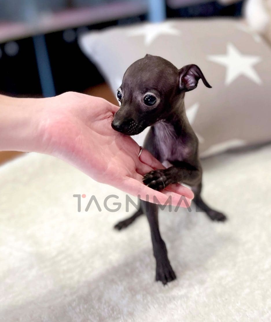 Greyhound puppy for sale, dog for sale at Tagnimal