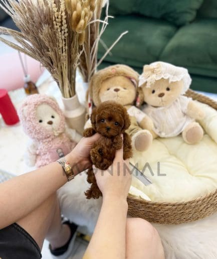 ขายลูกสุนัขพุดเดิ้ล ซื้อสุนัข ซื้อหมา ได้ที่ Tagnimal