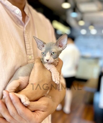 Bambino shorthair kitten for sale, cat for sale at Tagnimal