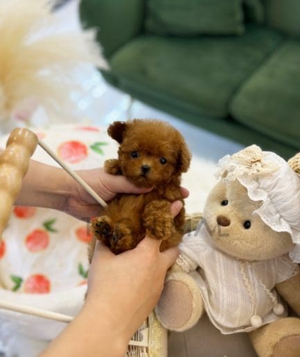 ขายลูกสุนัขพุดเดิ้ล ซื้อสุนัข ซื้อหมา ได้ที่ Tagnimal