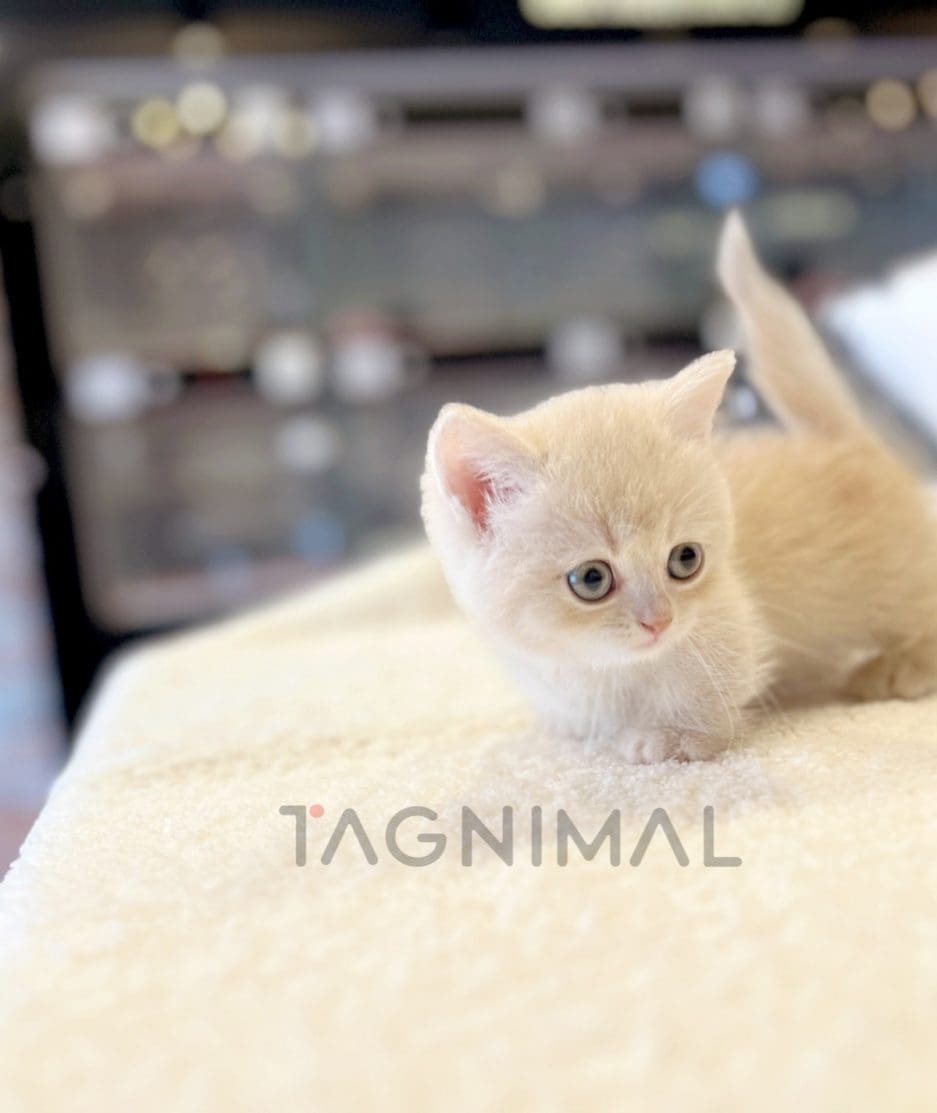 Munchkin shorthair kitten for sale, cat for sale at Tagnimal