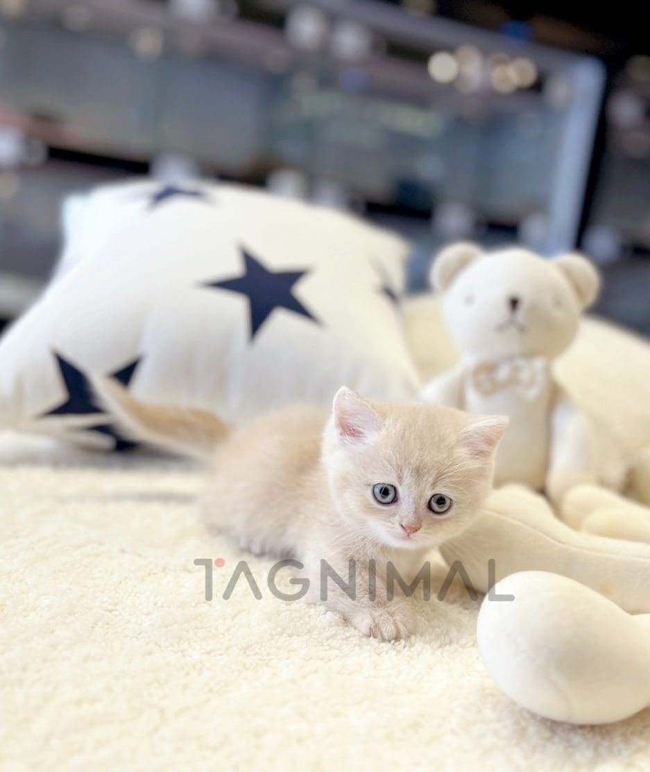 Munchkin shorthair kitten for sale, cat for sale at Tagnimal