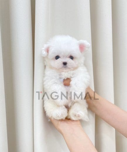 ขายลูกสุนัขบิซอง ซื้อสุนัข ซื้อหมา ได้ที่ Tagnimal