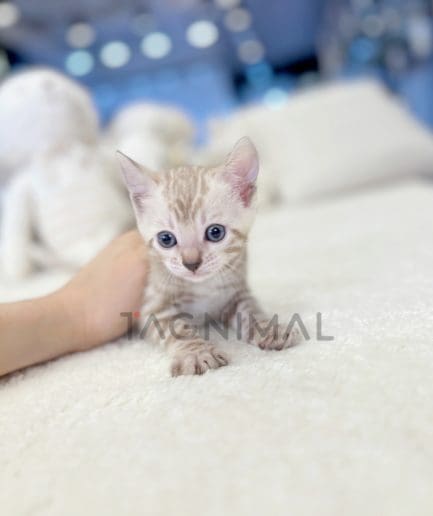Bengal shorthair kitten for sale, cat for sale at Tagnimal
