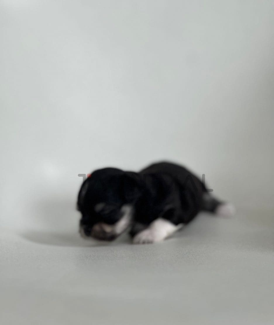 Malchi puppy for sale, dog for sale at Tagnimal
