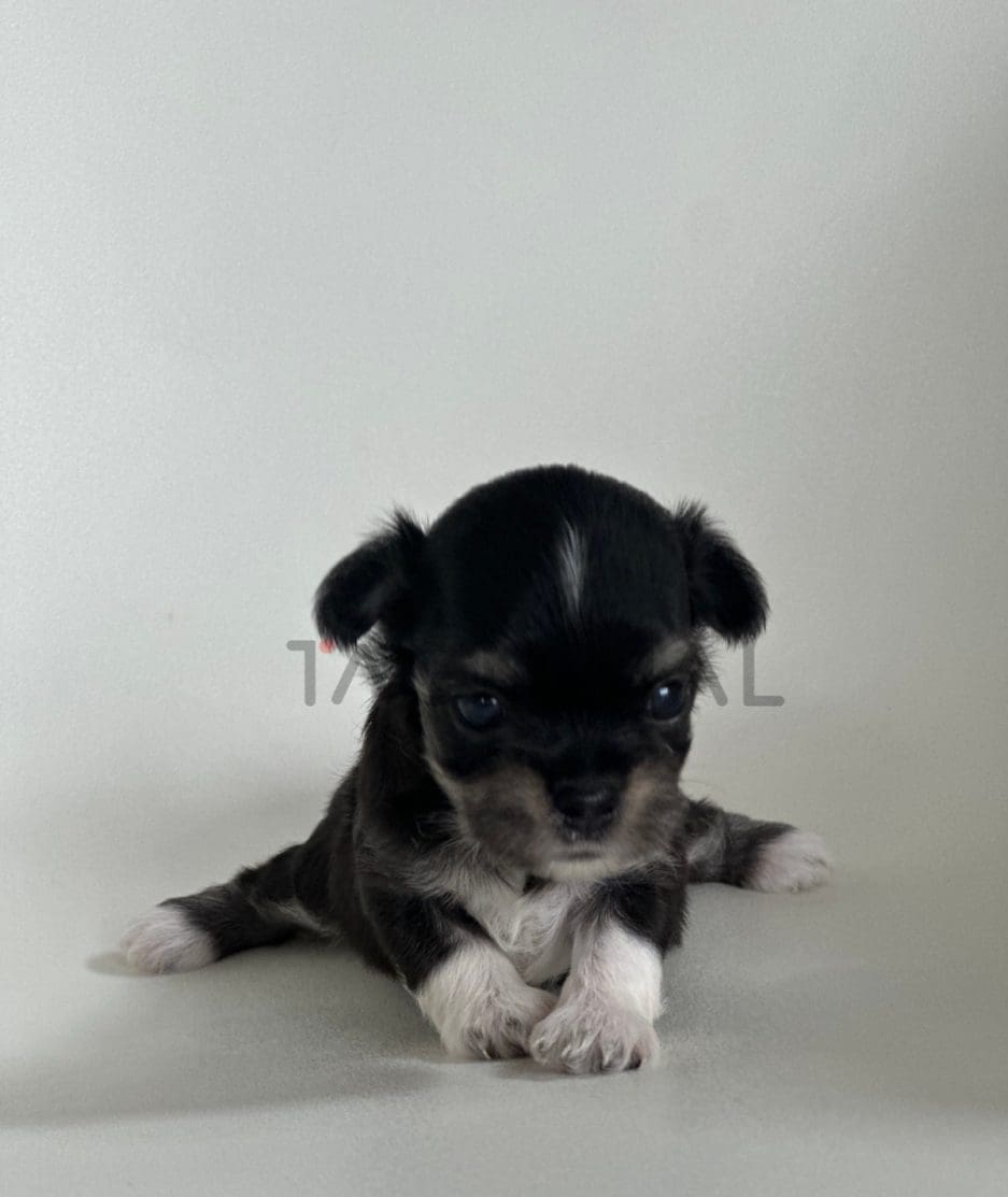 Malchi puppy for sale, dog for sale at Tagnimal