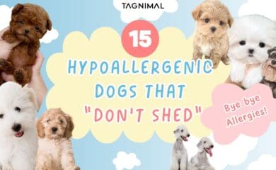 Tagnimal hypoallergenic banner picture