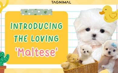 Introducting the loving Maltese blog banner