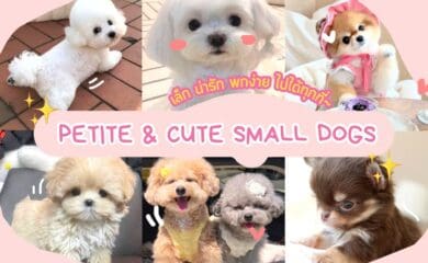 Tagnimal small cute dog banner picture