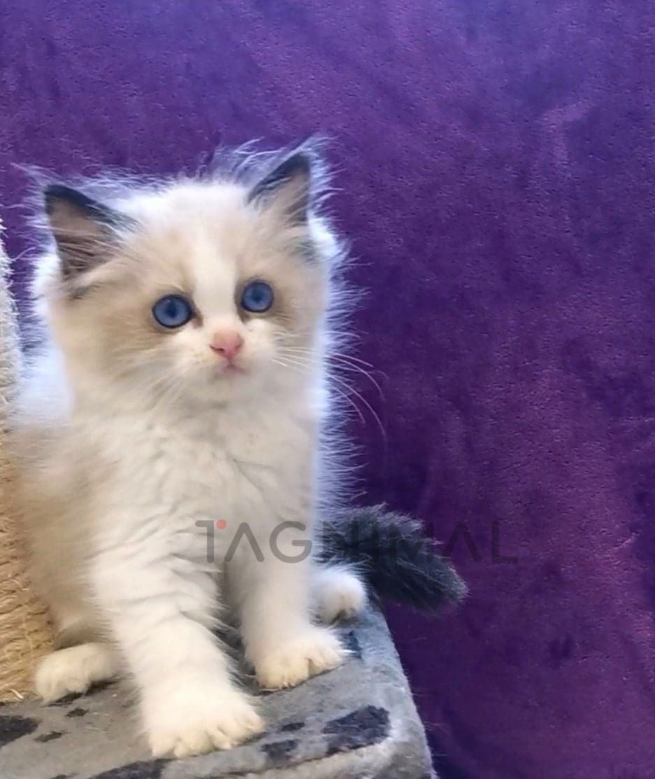 Ragdoll kitten for sale, cat for sale at Tagnimal