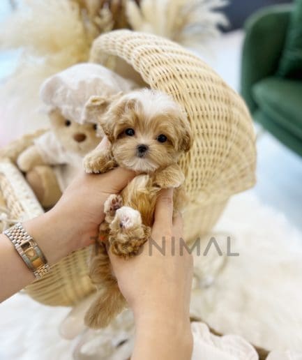ขายลูกสุนัขมอลติพู ซื้อสุนัข ซื้อหมา ได้ที่ Tagnimal
