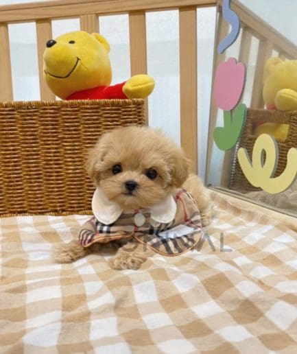 ขายลูกสุนัขมอลติพู ซื้อสุนัข ซื้อหมา ได้ที่ Tagnimal