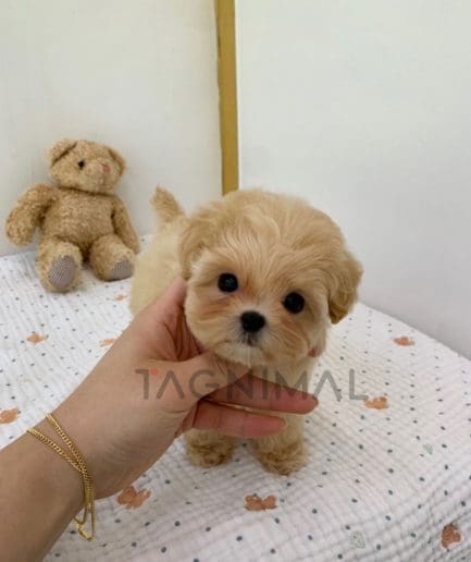 ขายลูกสุนัขมอลติพู ซื้อสุนัข ซื้อหมา ได้ที่ Tagnimal