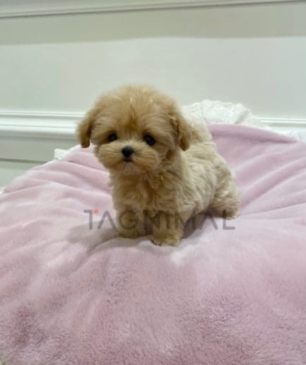 ขายลูกสุนัขมอลติพู ซื้อสุนัข ซื้อหมา ได้ที่ Tagnimal