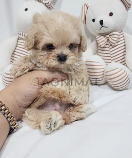 ขายลูกสุนัขมอลติพู ซื้อสุนัข ซื้อหมา ได้ที่ Tagnimal