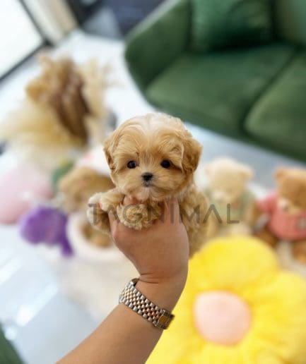 ขายลูกสุนัขมอลติพู ซื้อสุนัข ซื้อหมา ได้ที่ Tagnimal