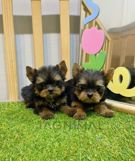 Yorkshire puppy for sale, dog for sale at Tagnimal
