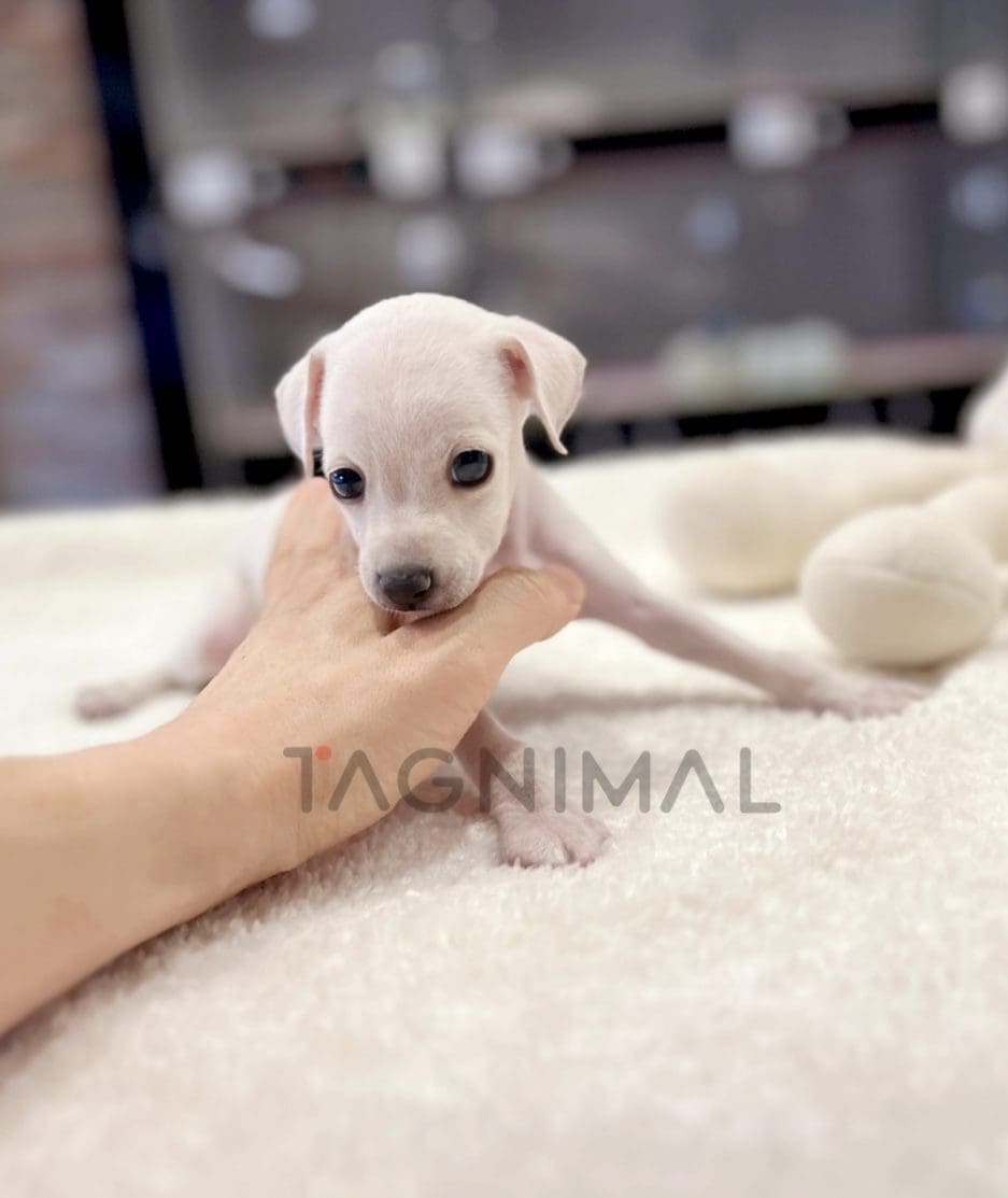 greyhound puppy for sale, dog for sale at Tagnimal