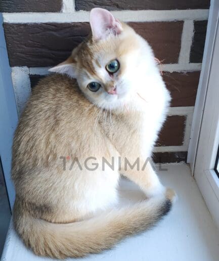 British shorthair kitten for sale, cat for sale at Tagnimal