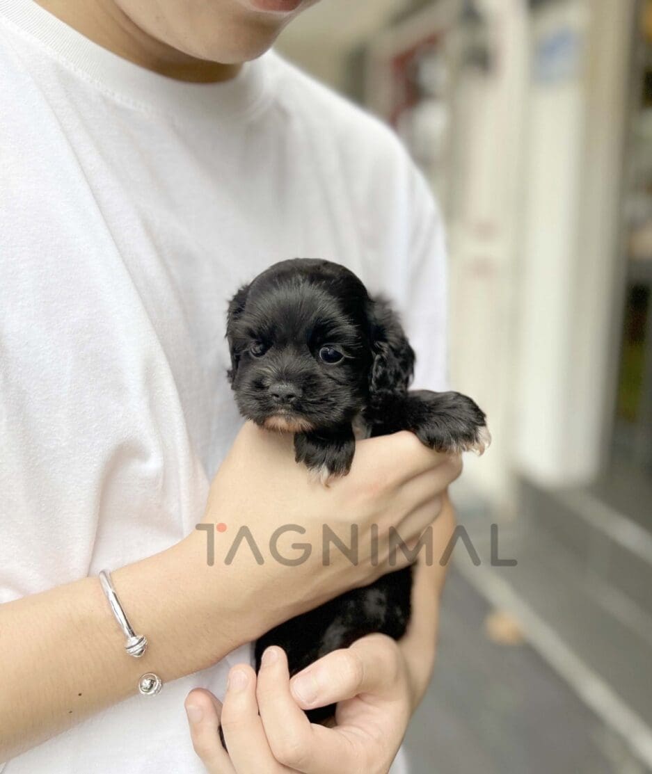 Cocker Spaniel puppy for sale, dog for sale at Tagnimal