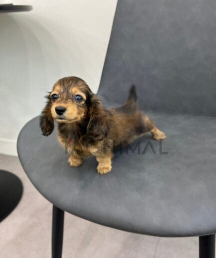 Dachshund puppy for sale, dog for sale at Tagnimal
