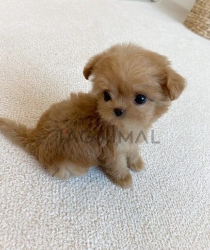 ขายลูกสุนัขมอลติพู ซื้อสุนัขได้ที่ Tagnimal
