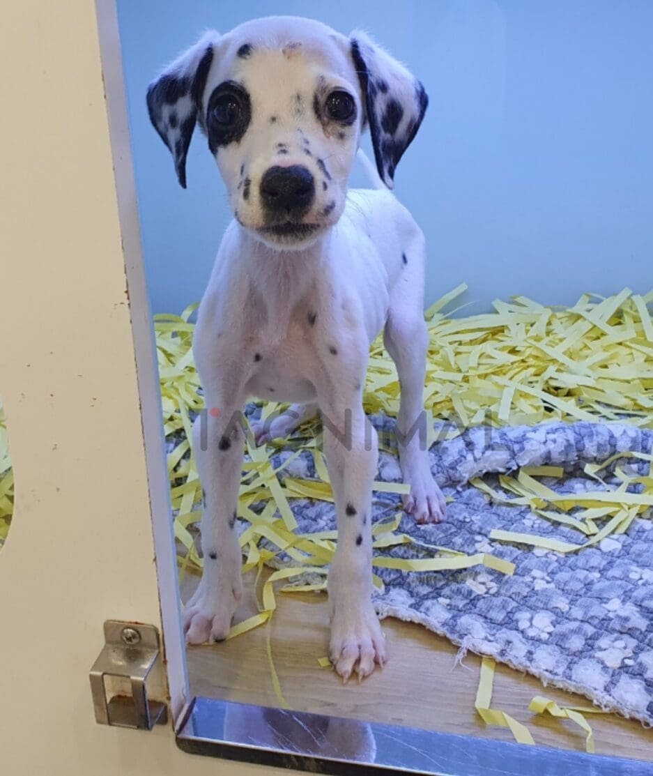 Dalmatian puppy for sale, dog for sale at Tagnimal