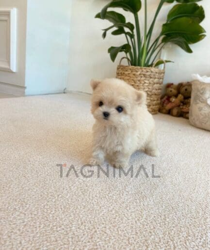 ขายลูกสุนัขมอลติพู ซื้อสุนัขได้ที่ Tagnimal