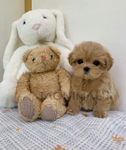 ขายลูกสุนัขมอลติพู ซื้อสุนัขได้ที่ Tagnimal