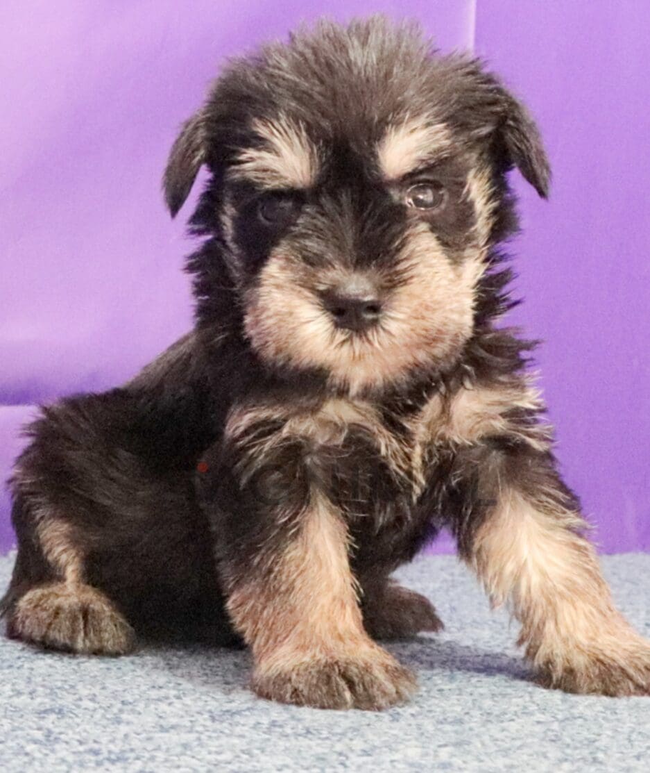 Schnauzer puppy for sale, dog for sale at Tagnimal