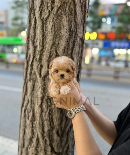 ขายลูกสุนัขมอลติพู ซื้อสุนัขได้ที่ Tagnimal