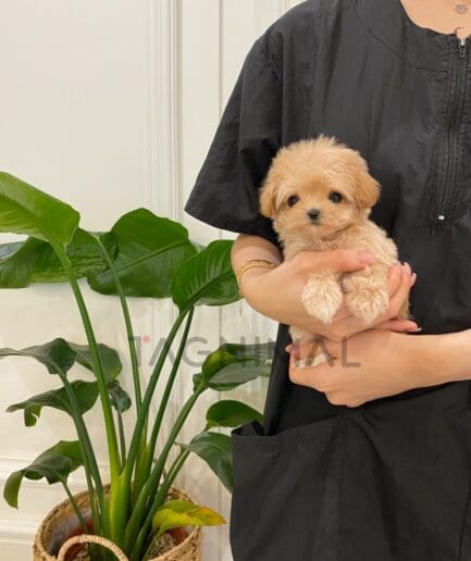 ขายลูกสุนัขมอลติพู ซื้อสุนัขได้ที่ Tagnimal