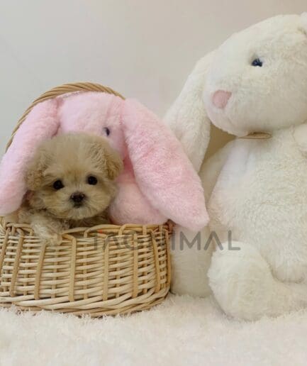 ขายลูกสุนัขมอลติพู ซื้อสุนัขได้ที่ Tagnimal