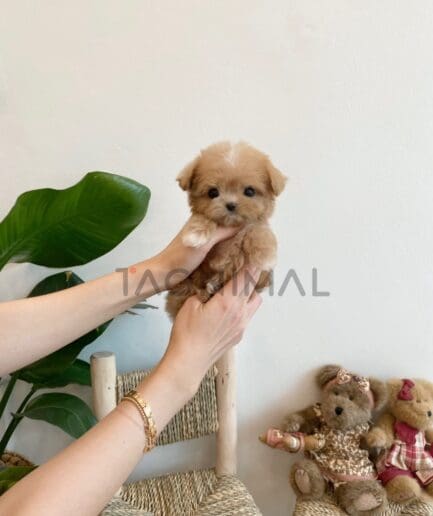 ขายลูกสุนัขมอลติพู ซื้อสุนัขได้ที่ Tagnimal