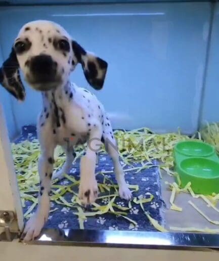 Dalmatian puppy for sale, dog for sale at Tagnimal