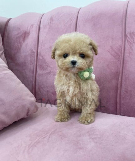 ขายลูกสุนัขมอลติพู ซื้อสุนัขได้ที่ Tagnimal