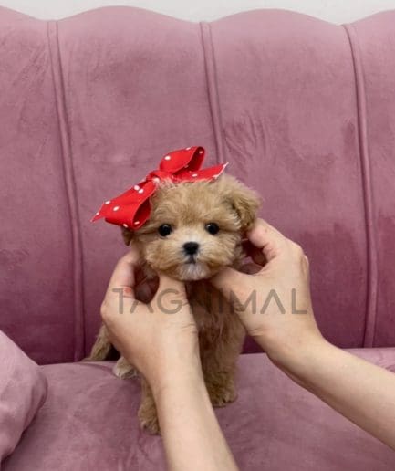 ขายลูกสุนัขมอลติพู ซื้อสุนัขได้ที่ Tagnimal