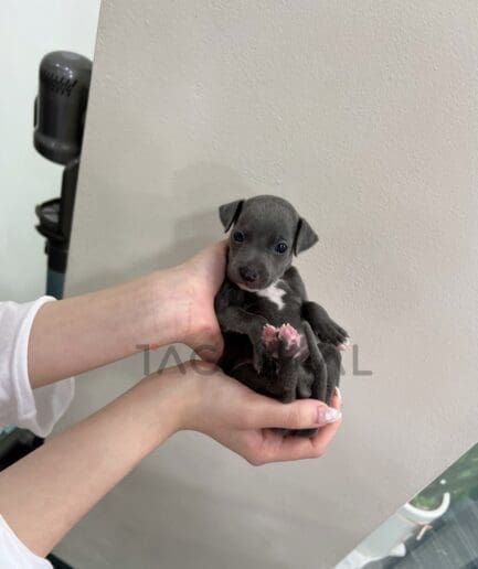 Italian Greyhound puppy for sale, dog for sale at Tagnimal
