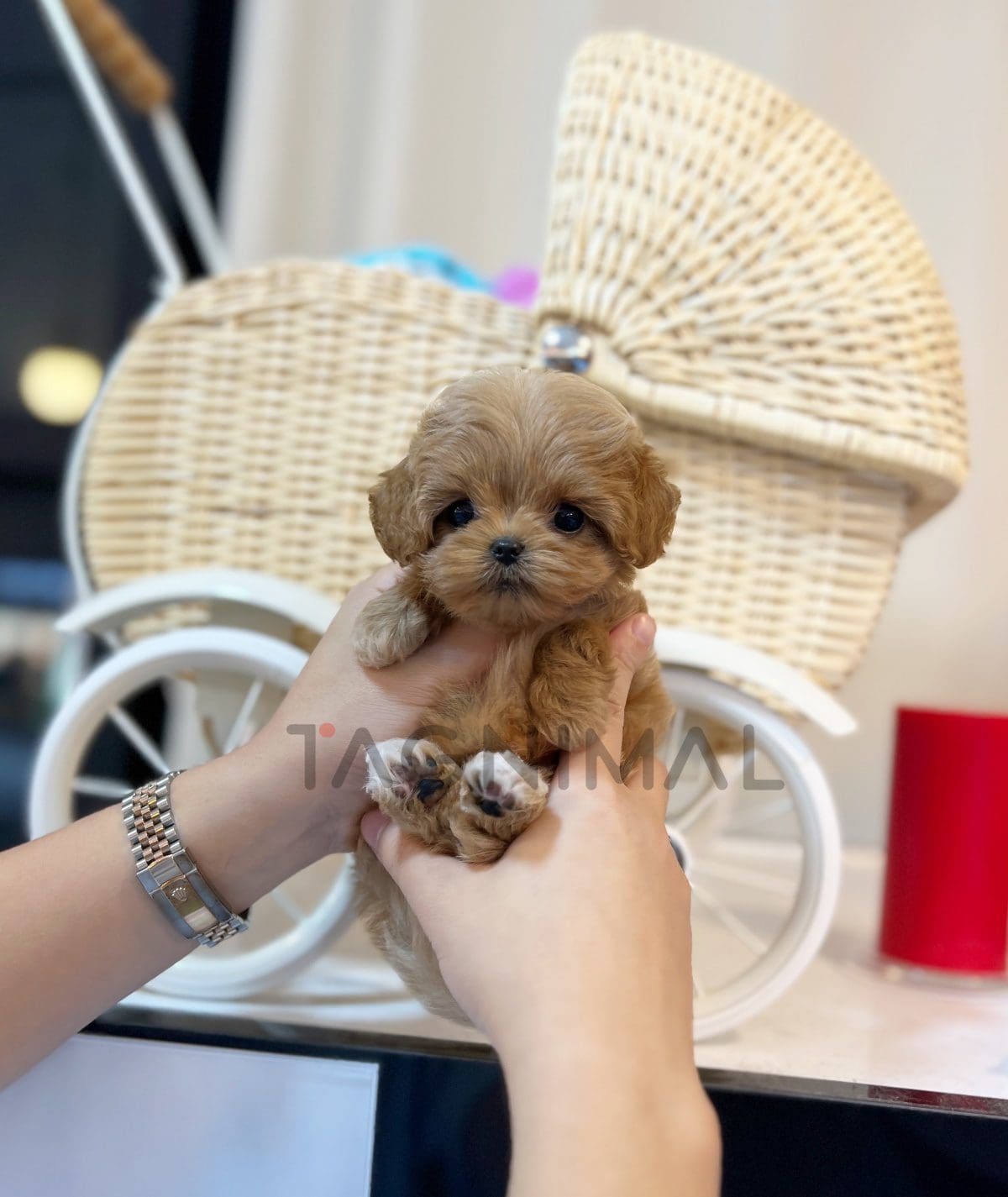 Maltipoo puppy for sale, dog for sale at Tagnimal