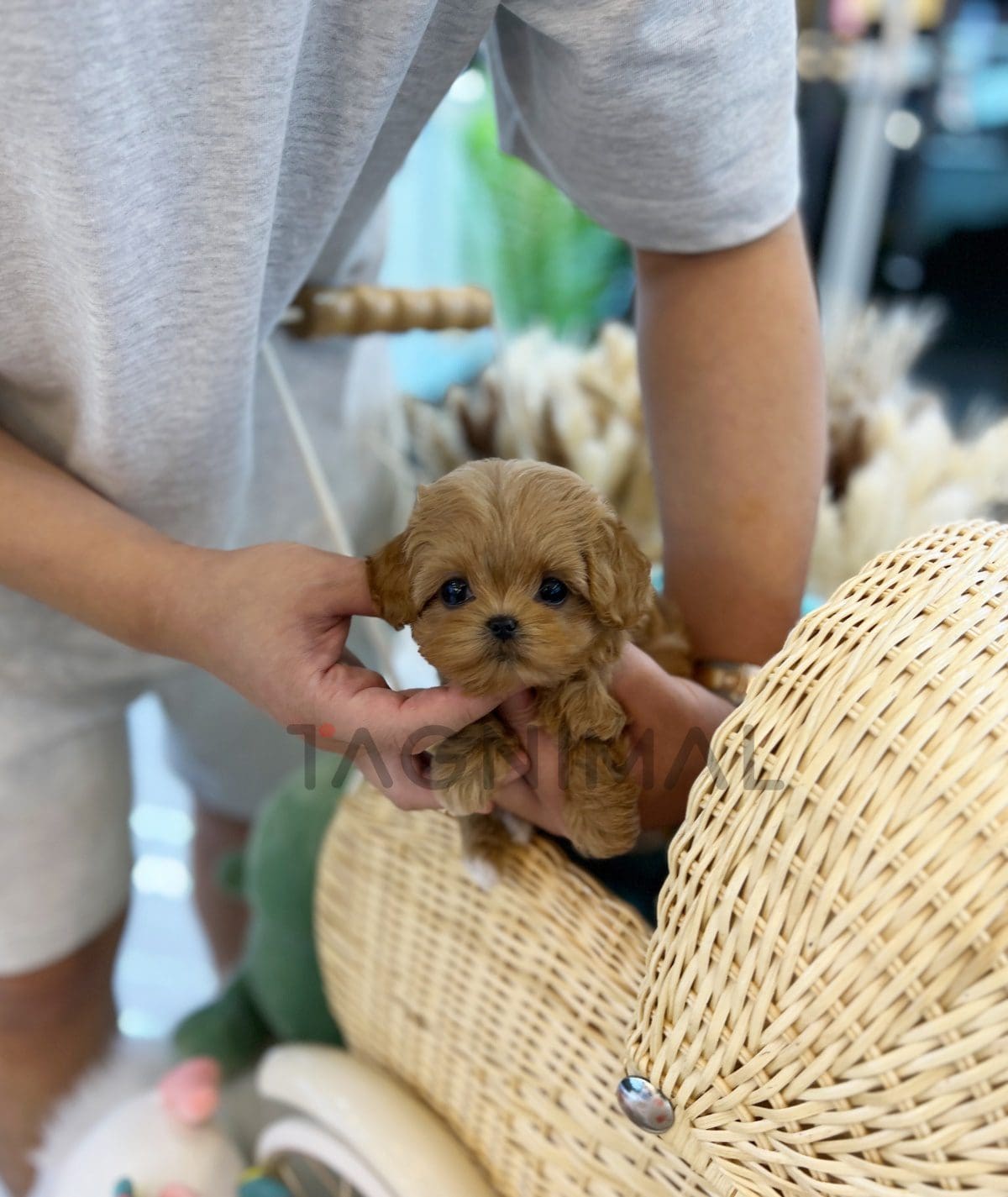 Maltipoo puppy for sale, dog for sale at Tagnimal
