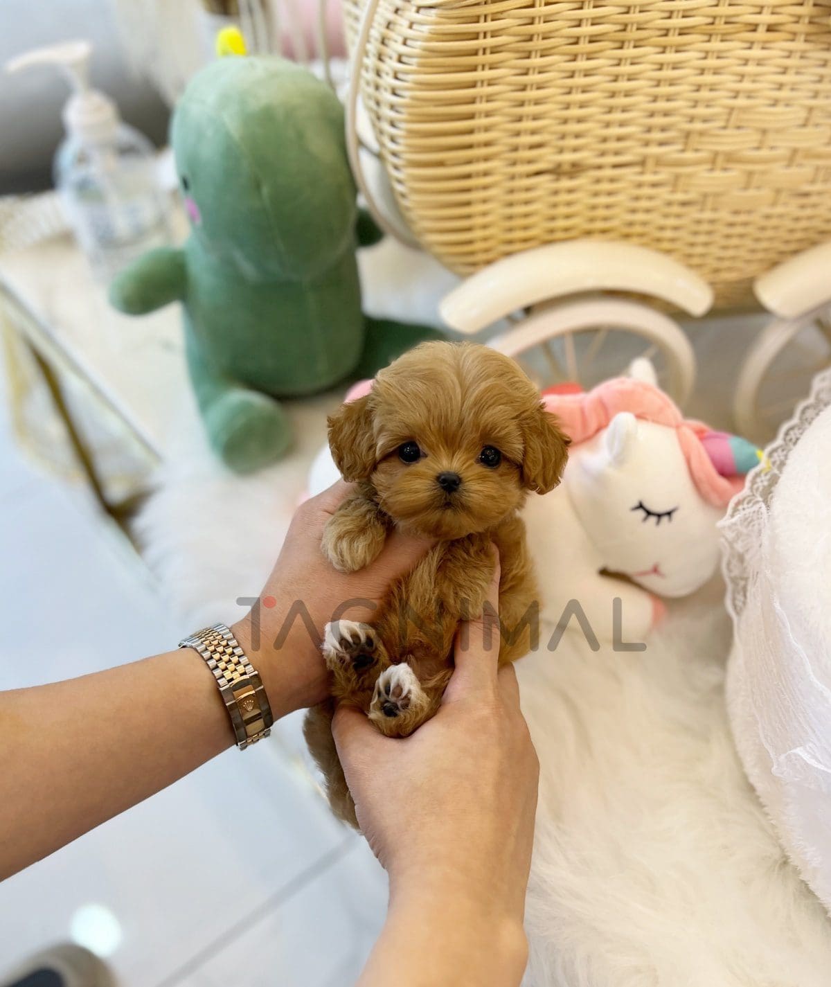 Maltipoo puppy for sale, dog for sale at Tagnimal