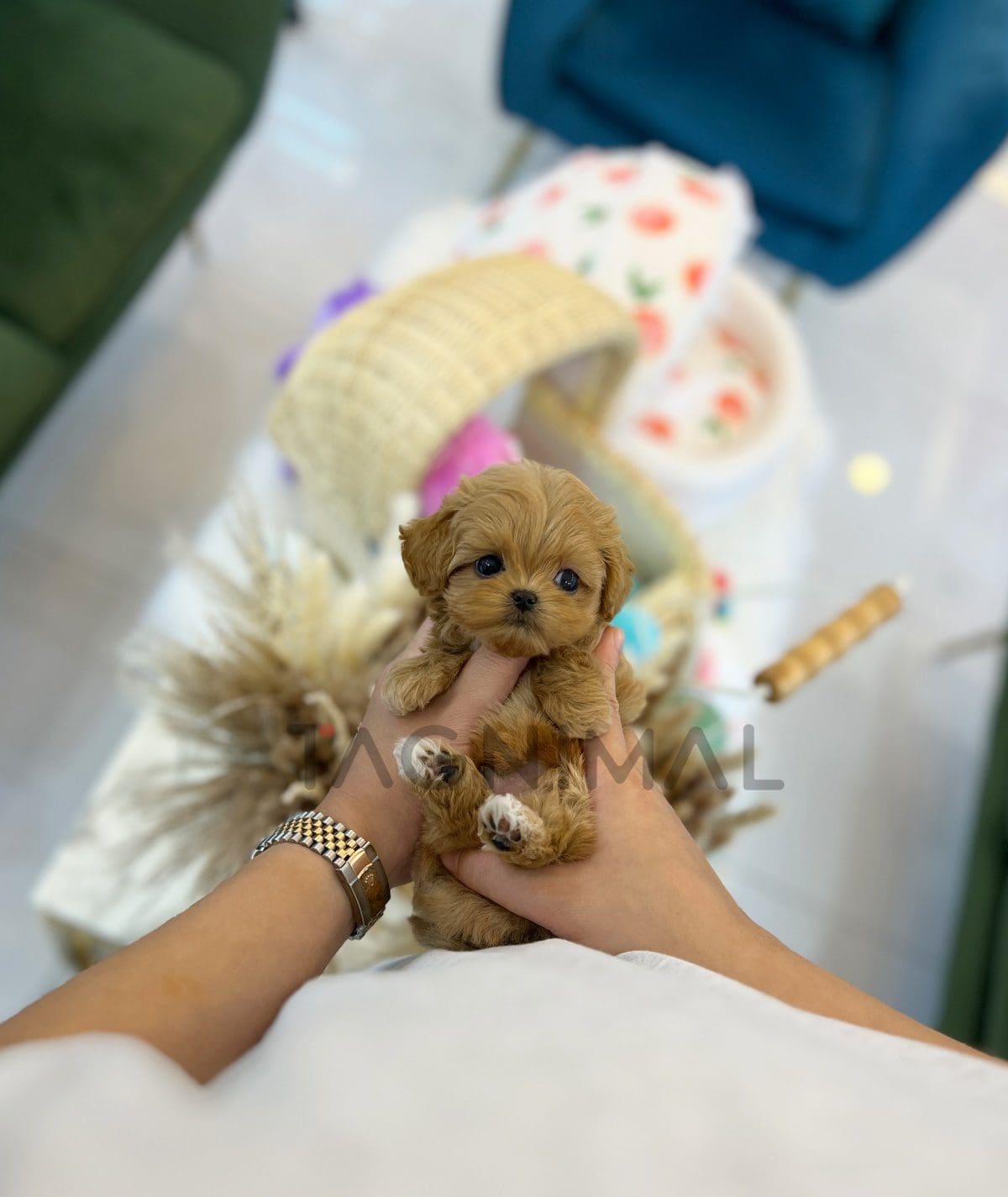 Maltipoo puppy for sale, dog for sale at Tagnimal