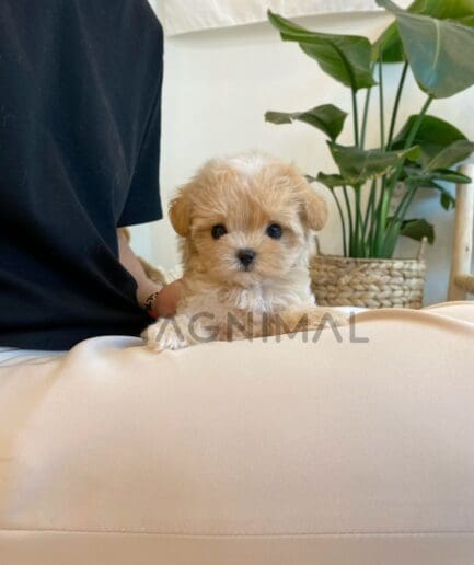 ขายลูกสุนัขมอลติพู ซื้อสุนัข ซื้อหมา ได้ที่ Tagnimal