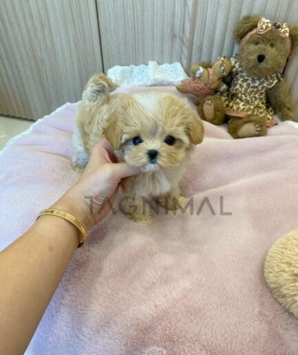 ขายลูกสุนัขมอลติพู ซื้อสุนัข ซื้อหมา ได้ที่ Tagnimal