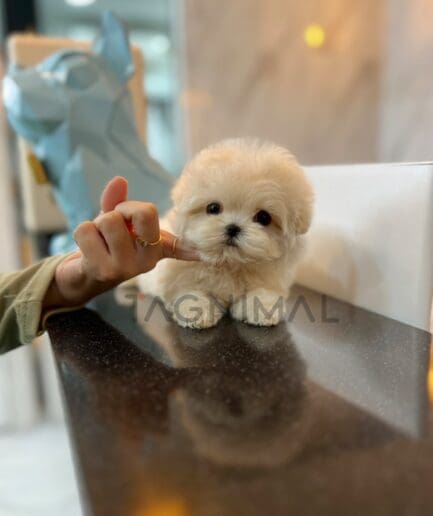 Maltipoo puppy for sale, dog for sale at Tagnimal