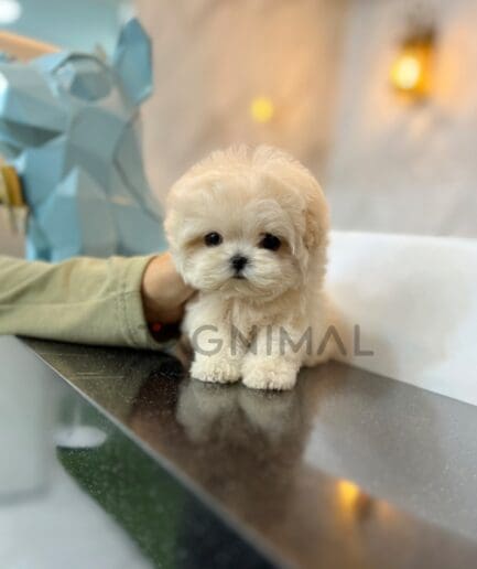 Maltipoo puppy for sale, dog for sale at Tagnimal